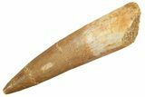 Fossil Plesiosaur (Zarafasaura) Tooth - Morocco #298309-1